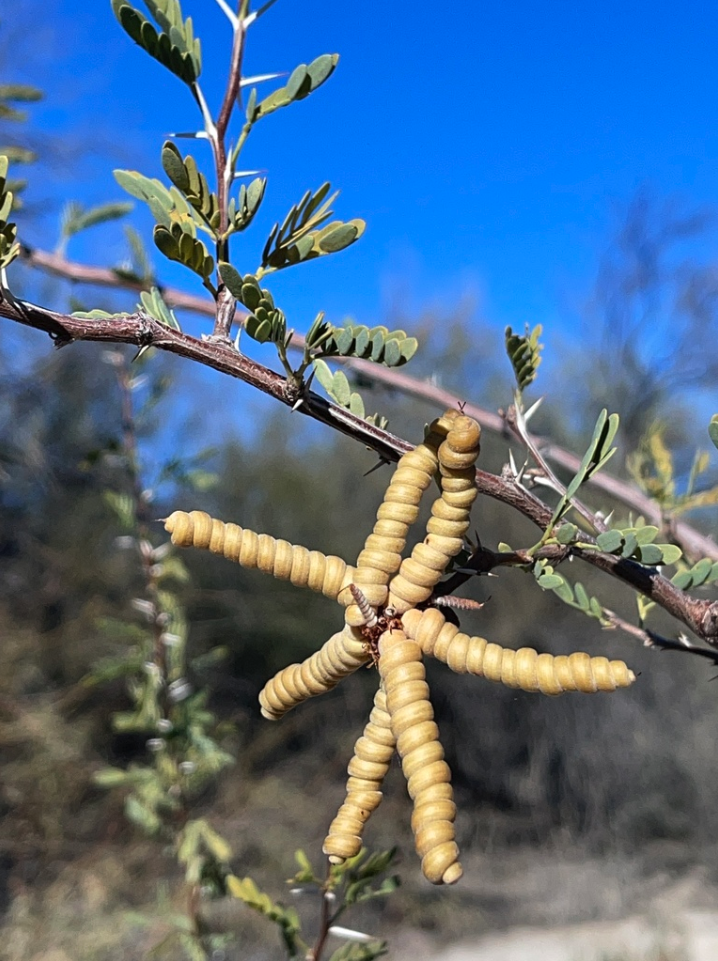 Screwbean mesquite