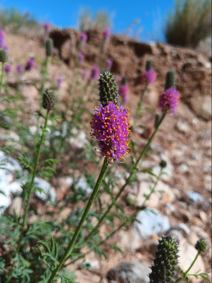 Searles prairie clover