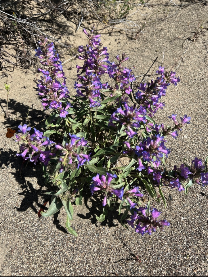 Sharpleaf penstemon