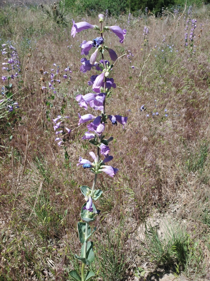 Shell Leaf Penstemon