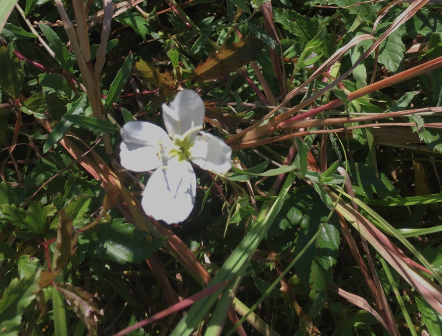 Showy evening primrose