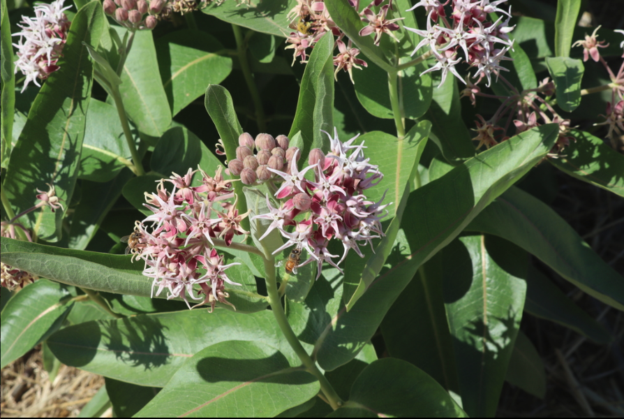 Showy milkweed