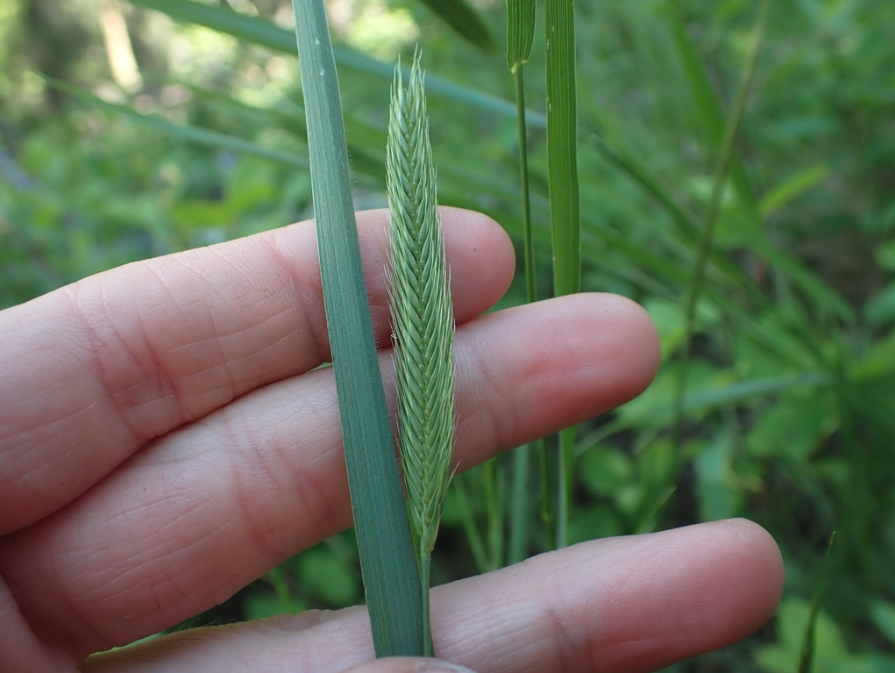 Siberian wheatgrass