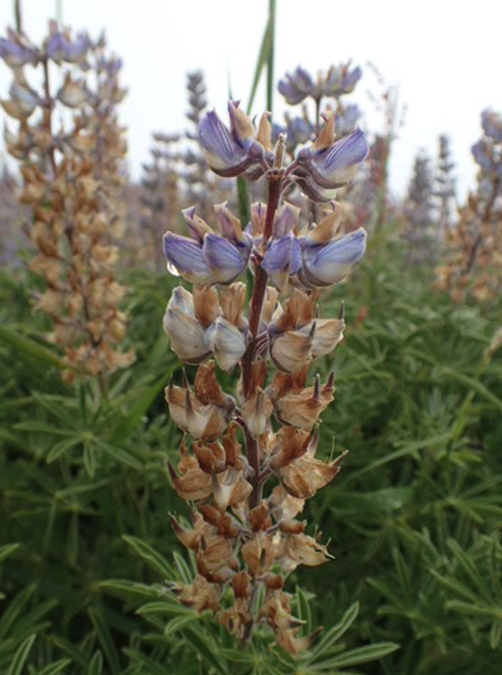 Sickle-keeled lupine