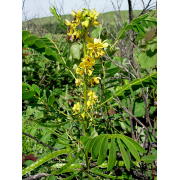 Wild Senna