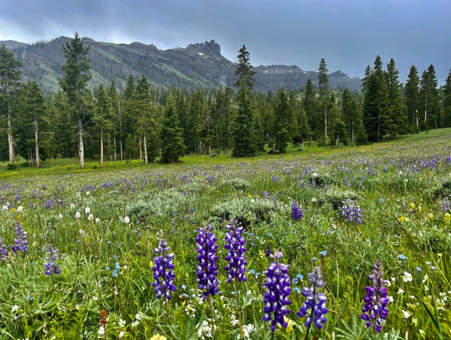 Silky lupine