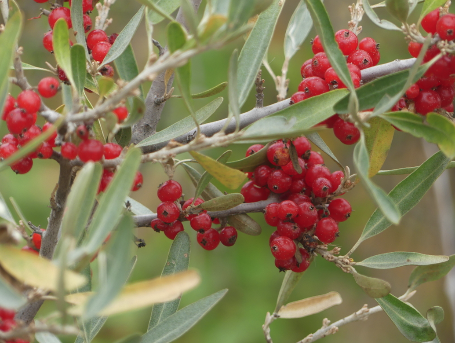 Silver buffaloberry