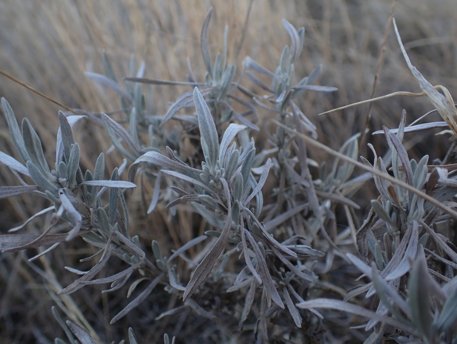 Silver sagebrush