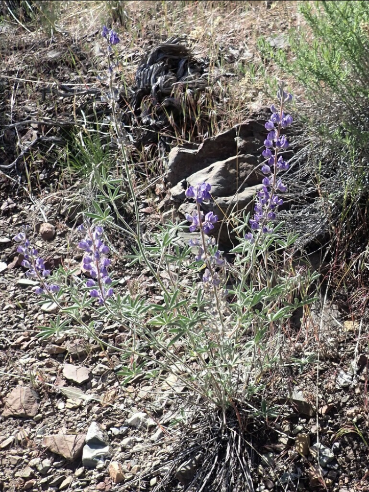 Silvery lupine