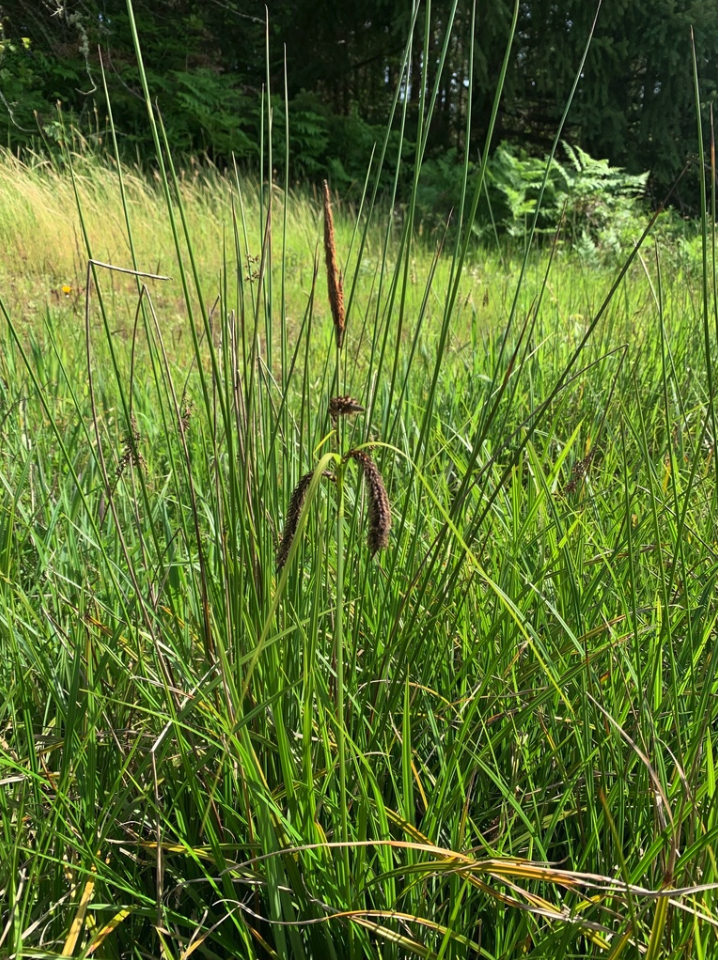 Slough sedge