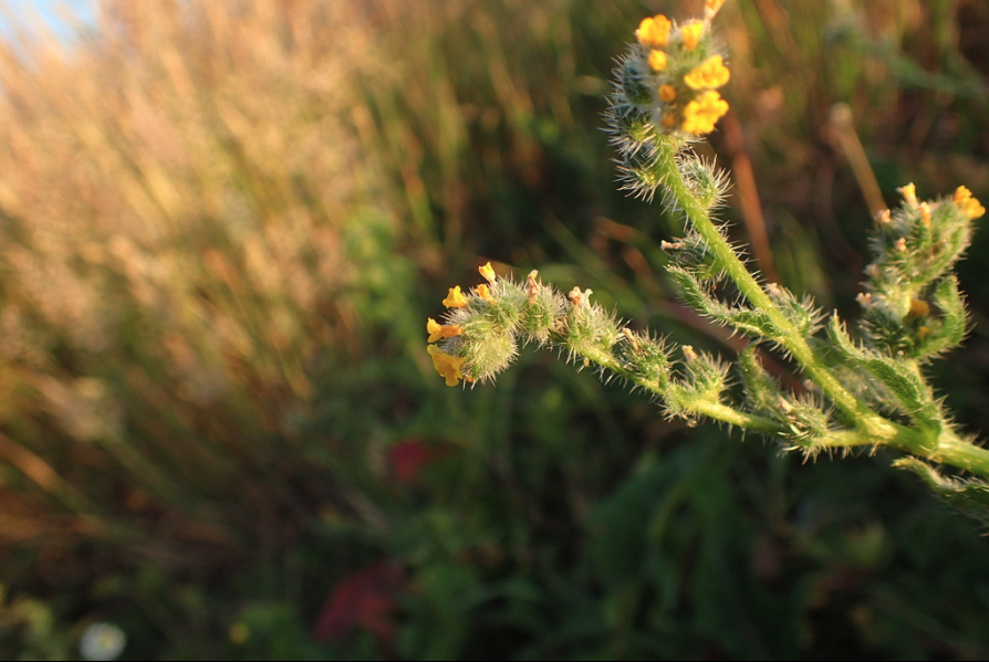Small-Flowered Fiddleneck