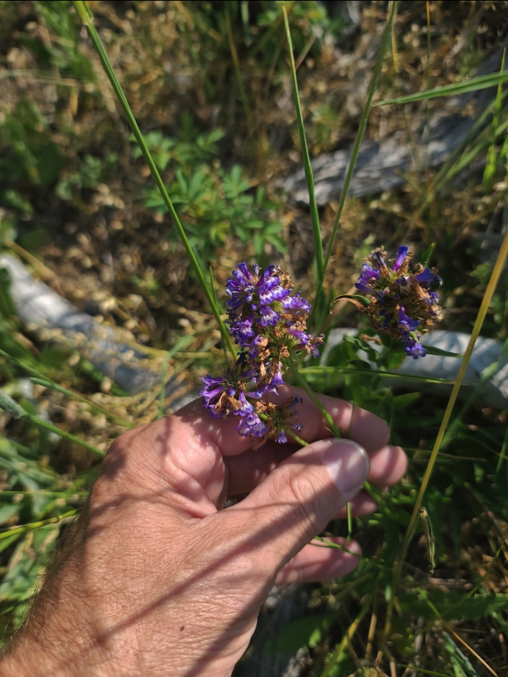 Smallflower penstemon