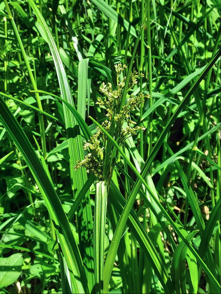 Smallfruit bulrush