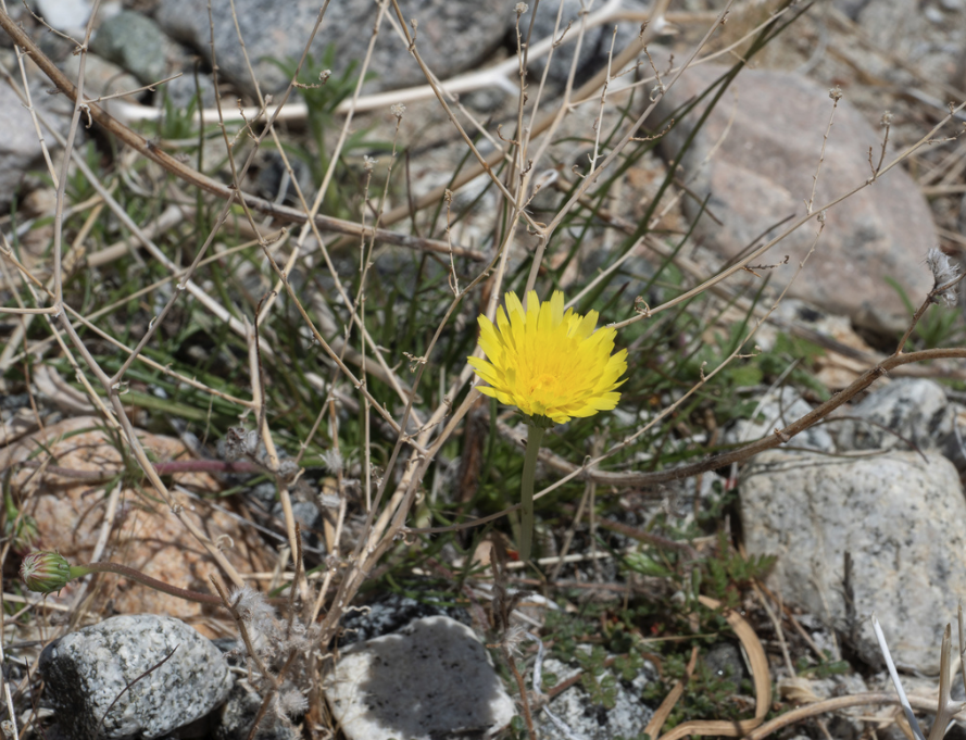 Smooth desert dandelion