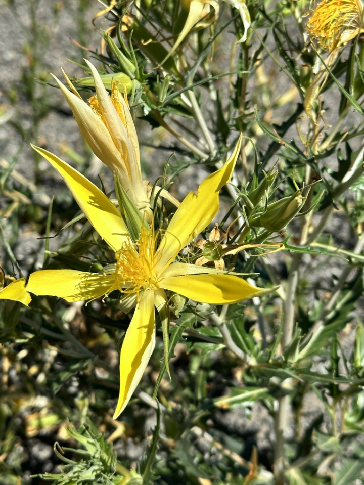 Smoothstem blazingstar