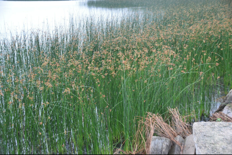 Softstem bulrush