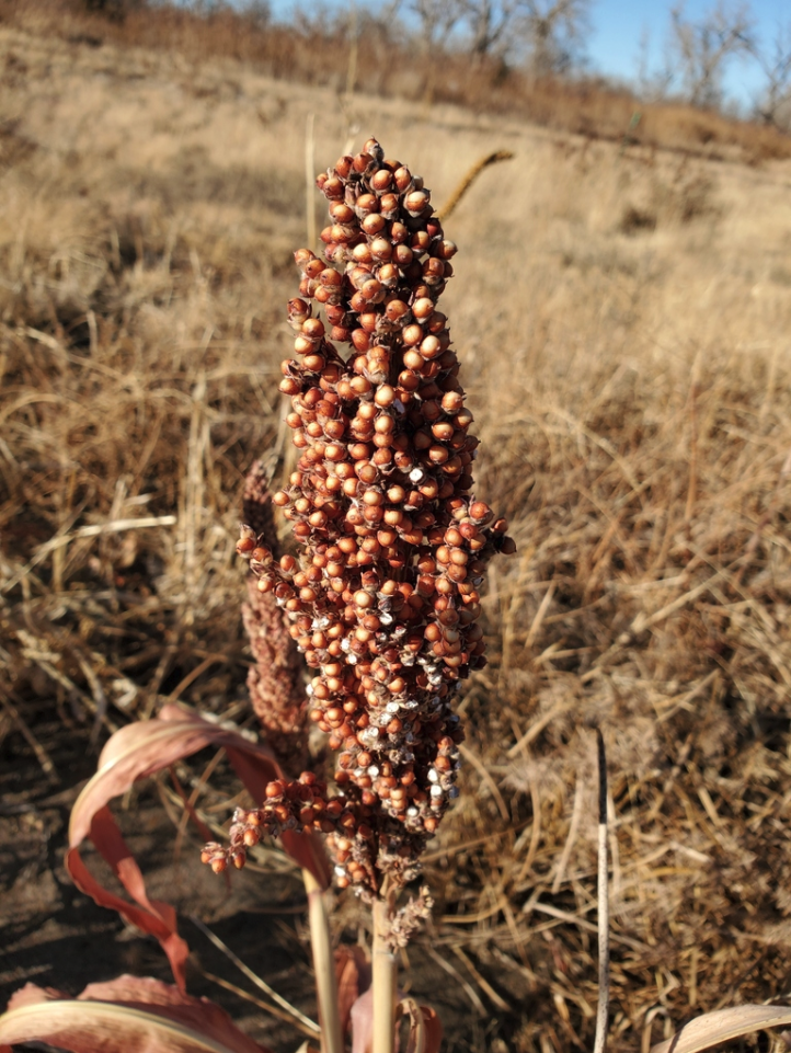 Sorghum