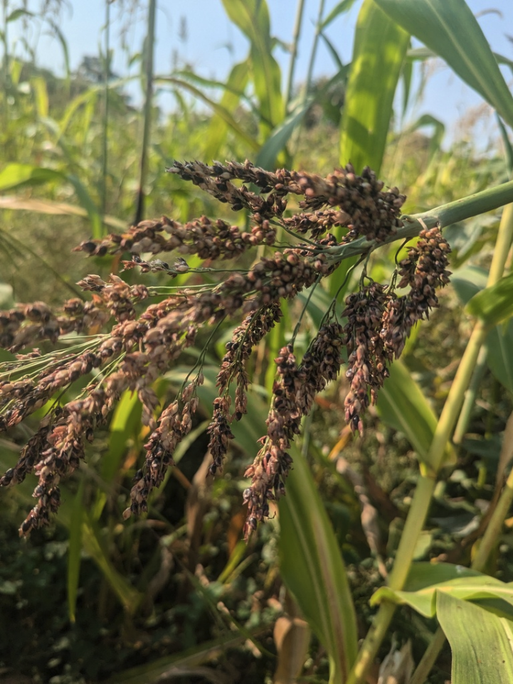 Sorghum-Sudangrass