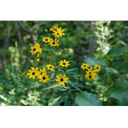 Coreopsis, Tall