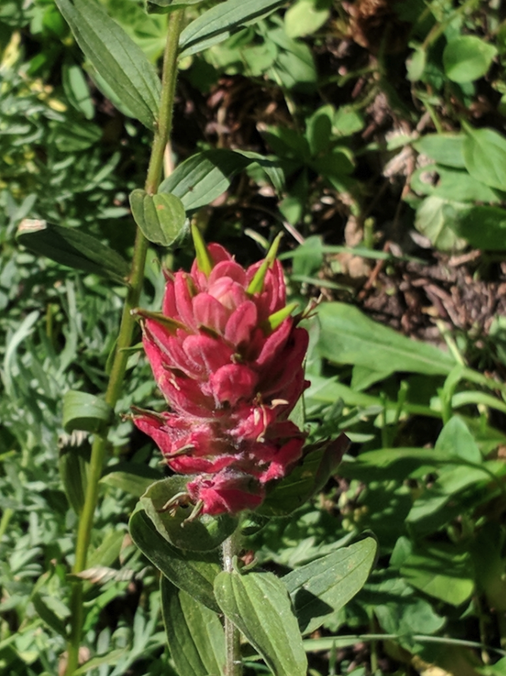 Splitleaf Indian paintbrush