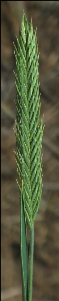 Standard crested wheatgrass