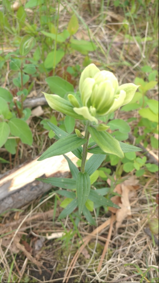 Sulfur indian paintbrush