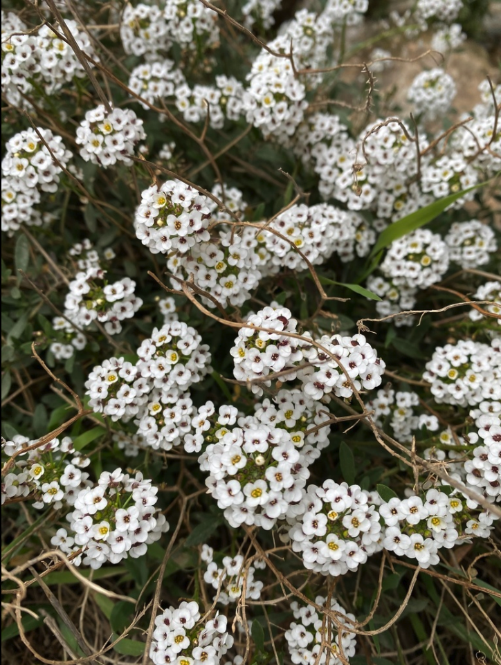 Sweet alyssum