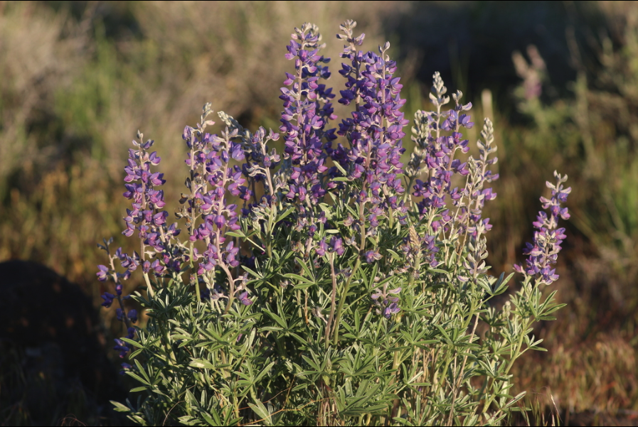 Tailcup lupine