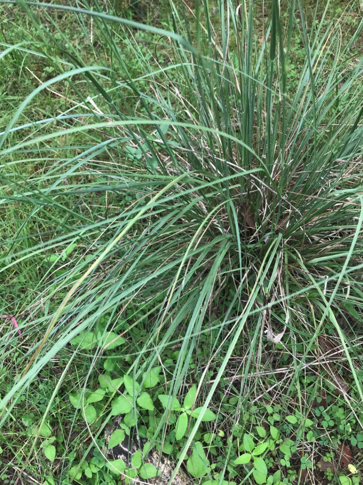 Tall dropseed