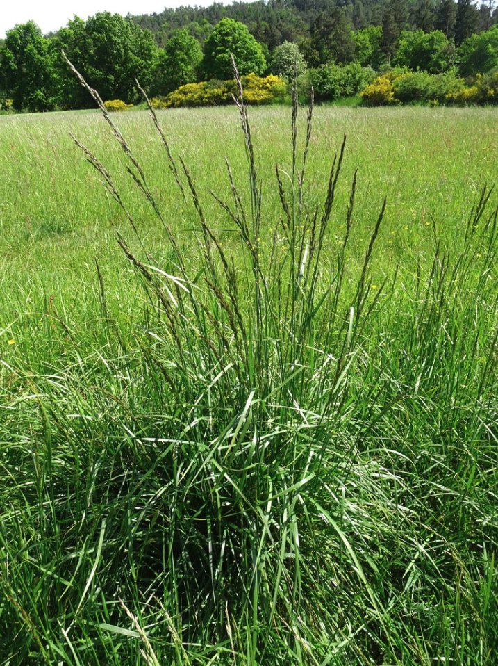 Tall fescue