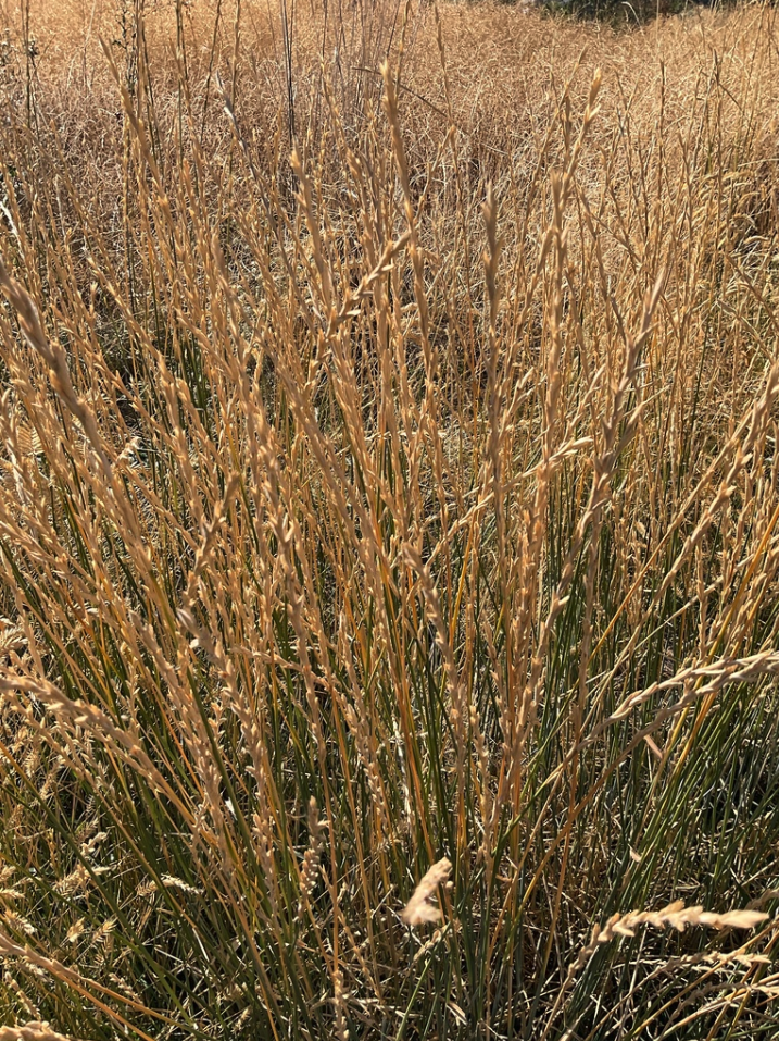 Tall wheatgrass