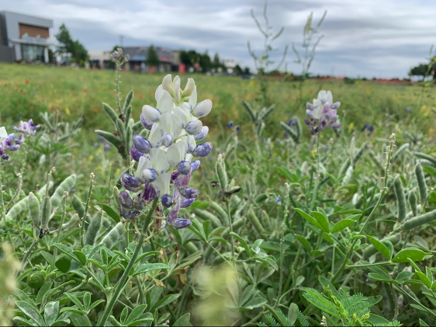 Texas bluebonnet