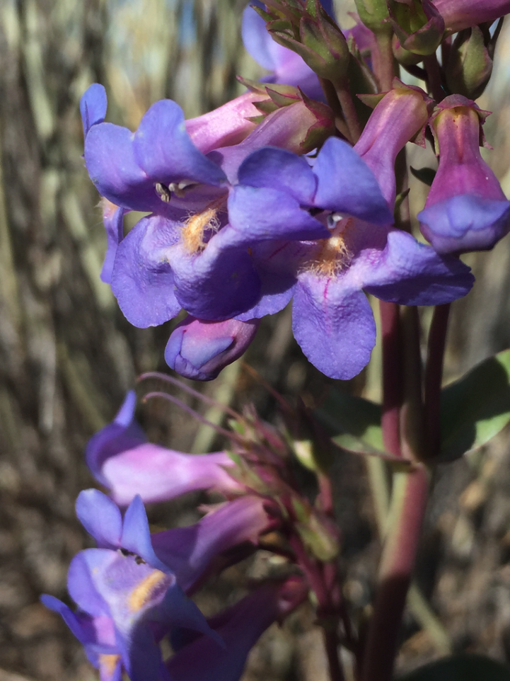 Thickleaf penstemon