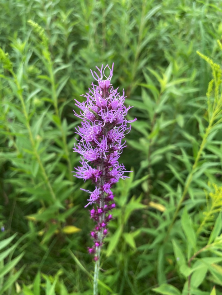 Thickspike Gayfeather