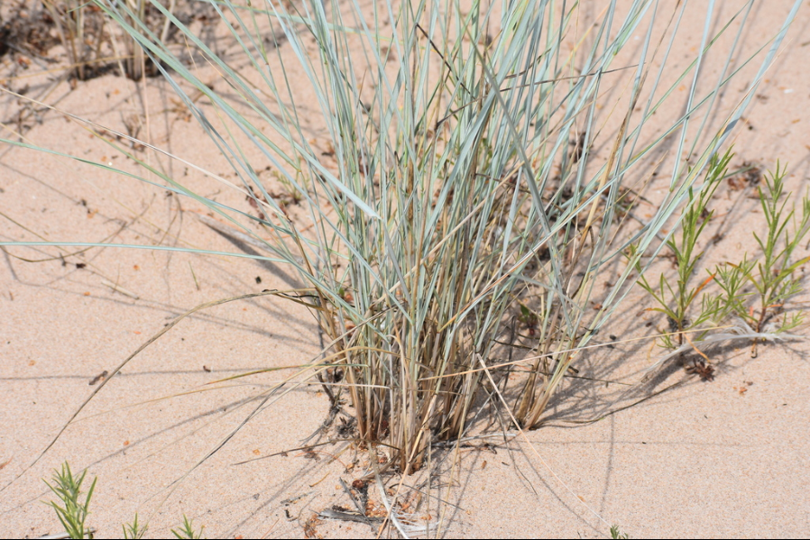 Thickspike wheatgrass