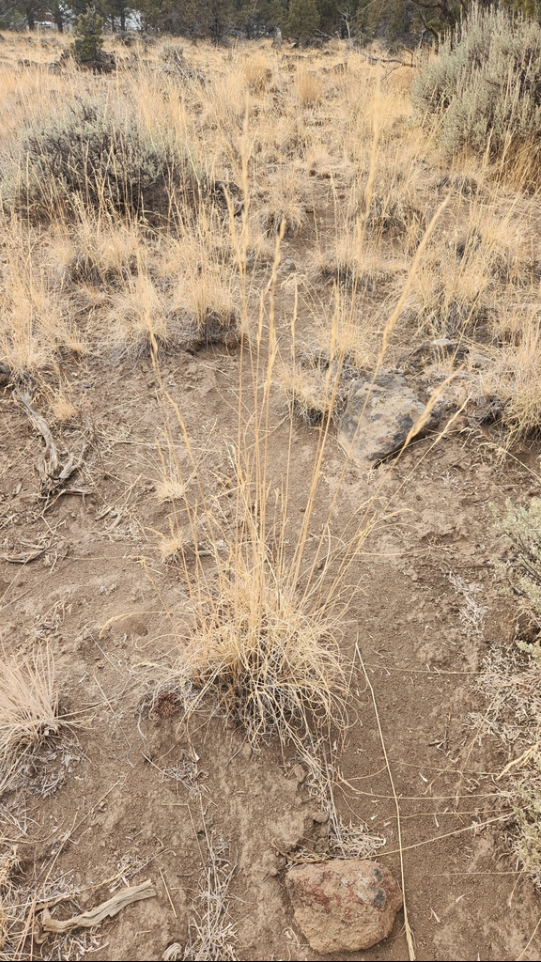 Thurber's needlegrass