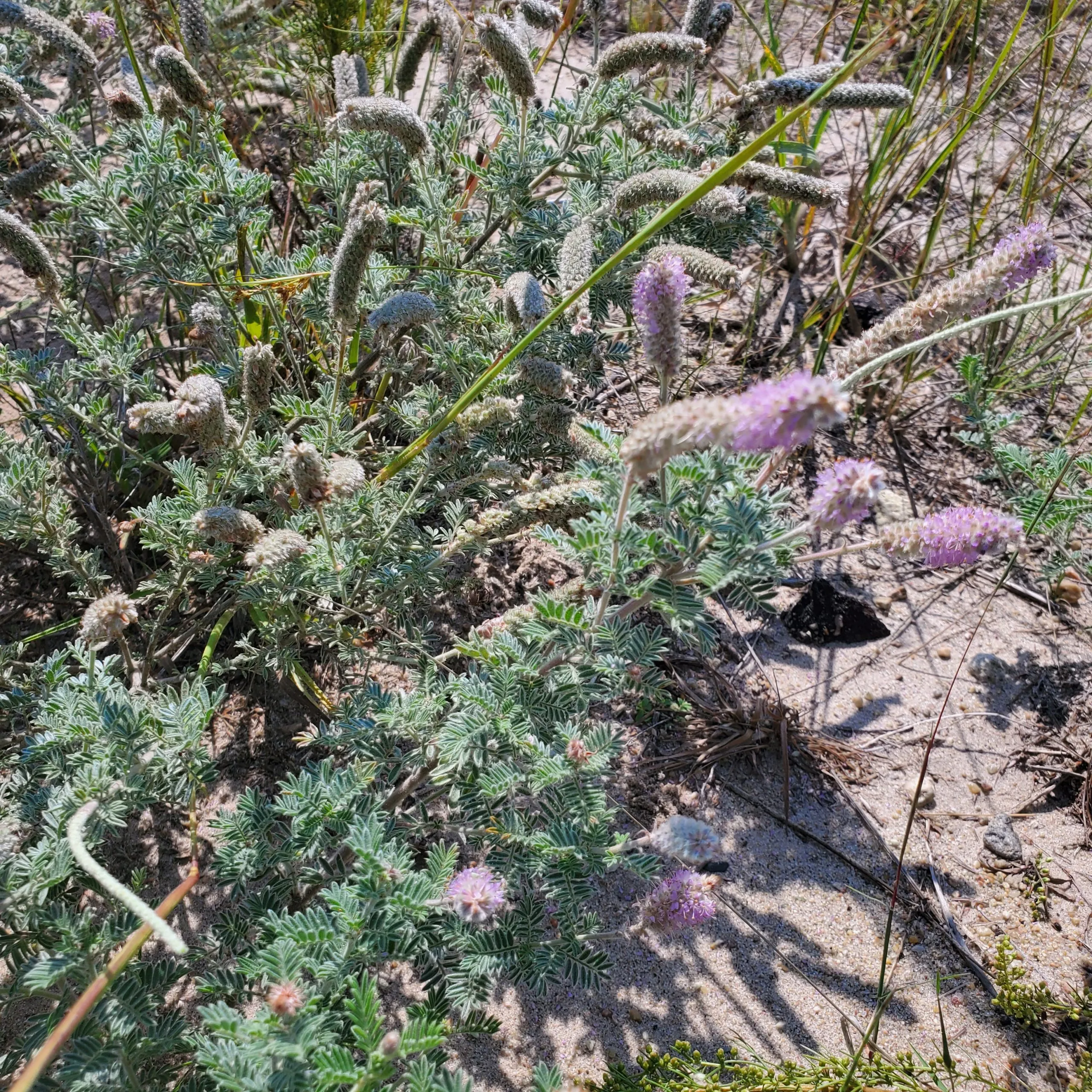 Prairie Clover, Silky