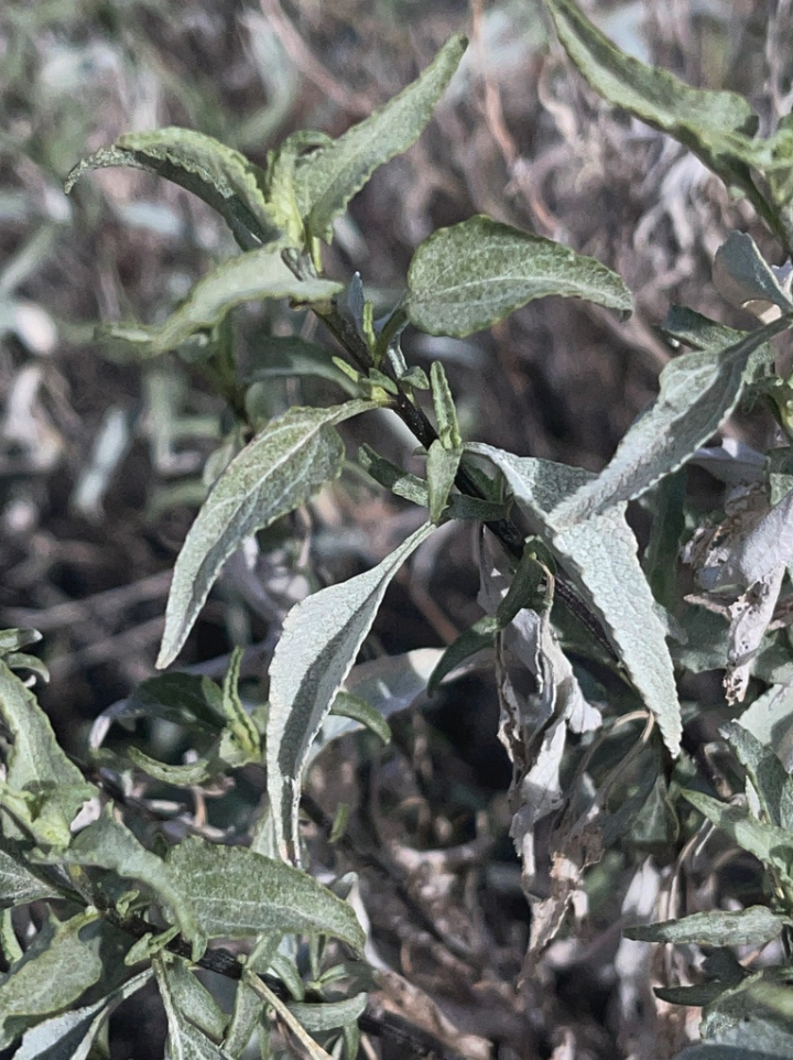 Triangle-leaf bursage