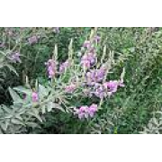 Tick Trefoil, Canada (Showy)