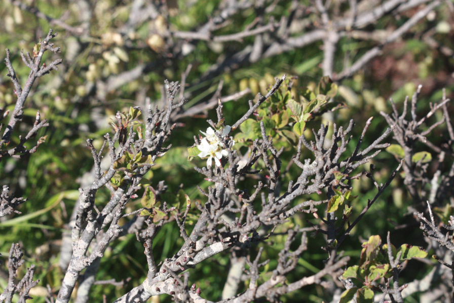 Utah serviceberry