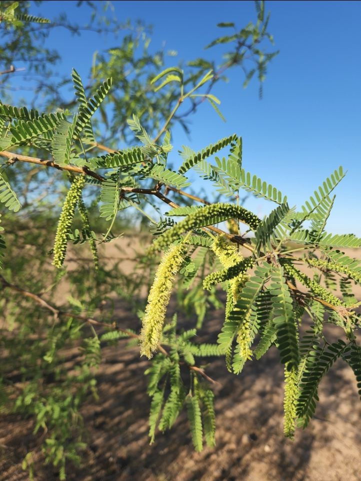Velvet mesquite