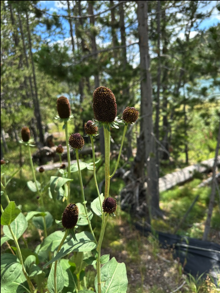 Western coneflower