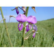 Tick Trefoil, Illinois