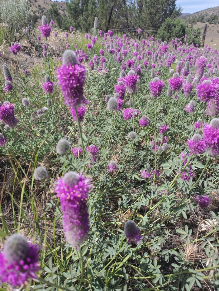 Western prairie clover