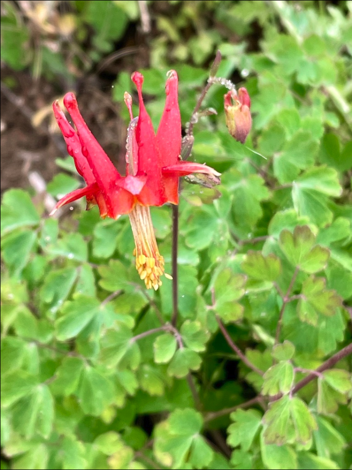 Western red columbine