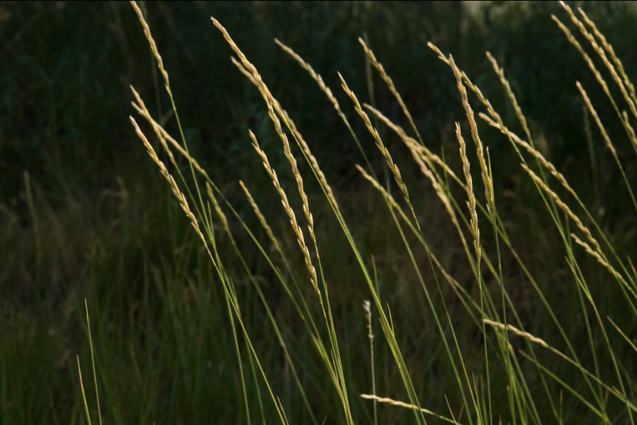 Western wheatgrass