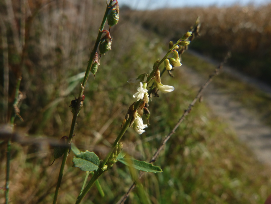 White Blossom Sweet Clover