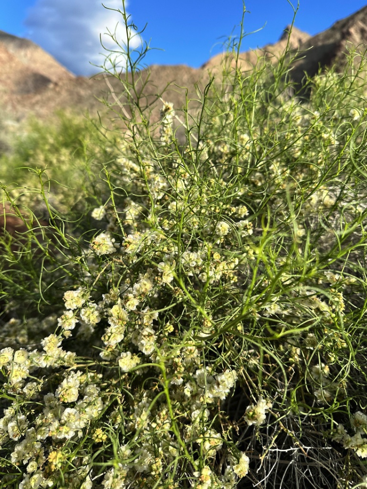 White burrobush