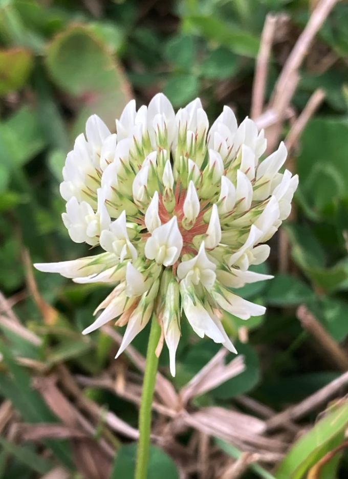 White clover