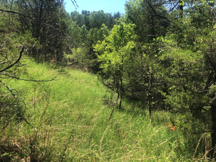 White Prairie Clover